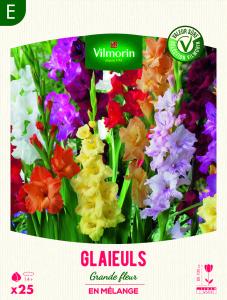 Glaïeuls Grande Fleur en Mélange (x25)